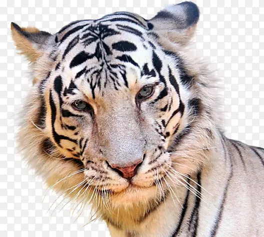 ��è��-������