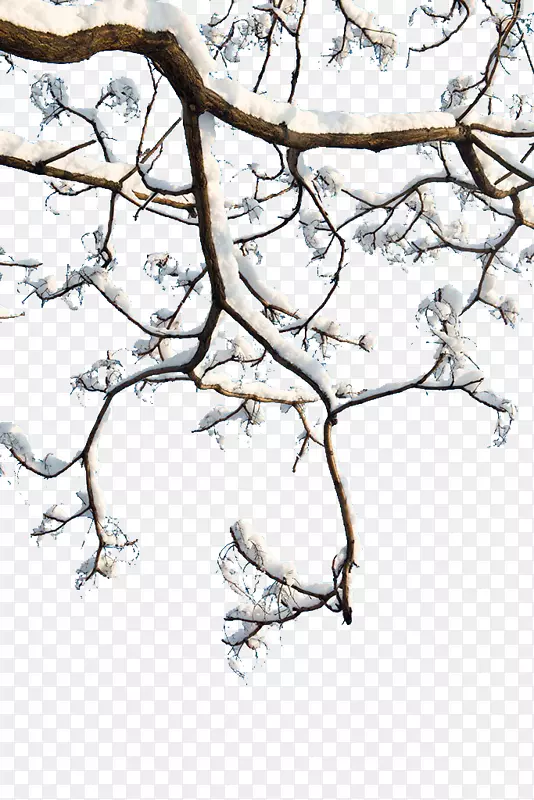 ��֦����-ѩ֦-������