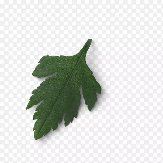 Ҷ��-Ҷ-������