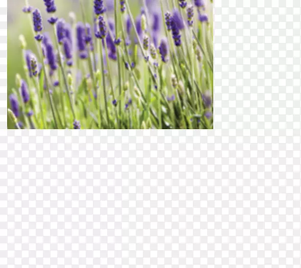 Ӣ��޹�²ݻ�ֽ�ڻ�����ӡ��-��-������