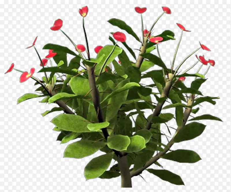 ���軨ƿ-������