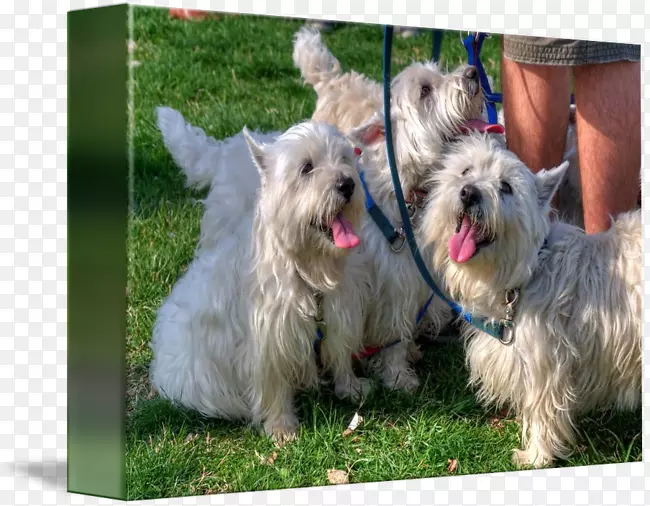 ����ŵά����Ȯ˹����Ȯ������Ȯŵ������Ȯ-������