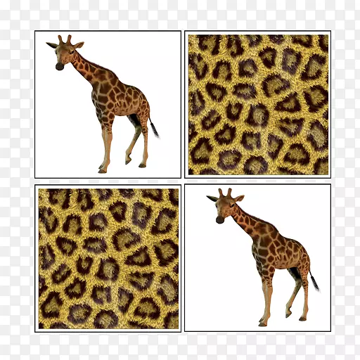 ����¹��è½������Ұ�����ﳤ��¹-������