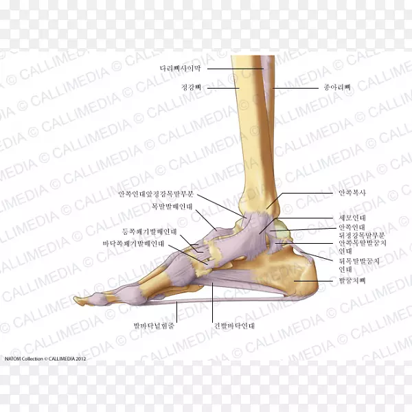 ��ָ�������ʹ�����-��-������