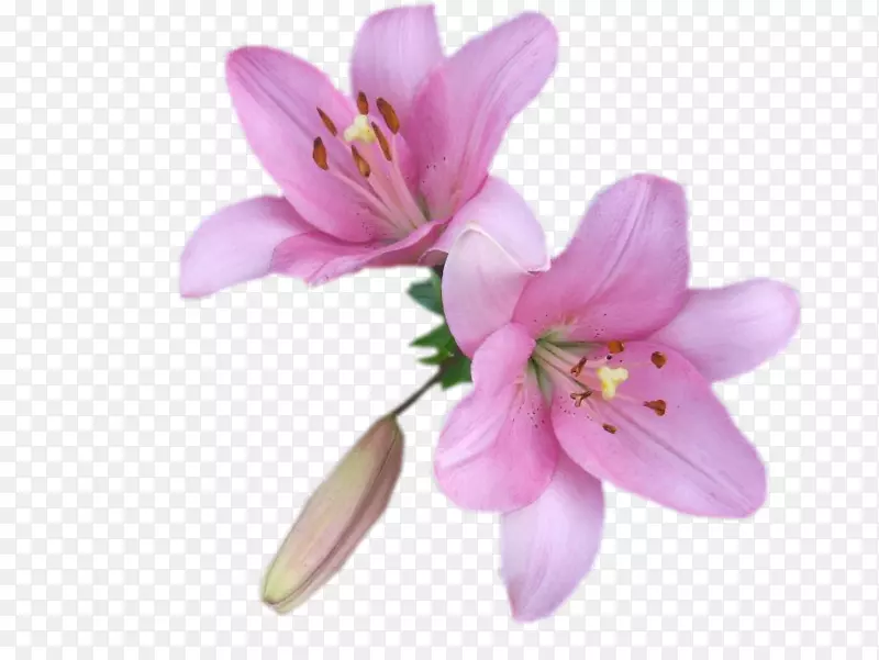 �ٺ��л����껨-������