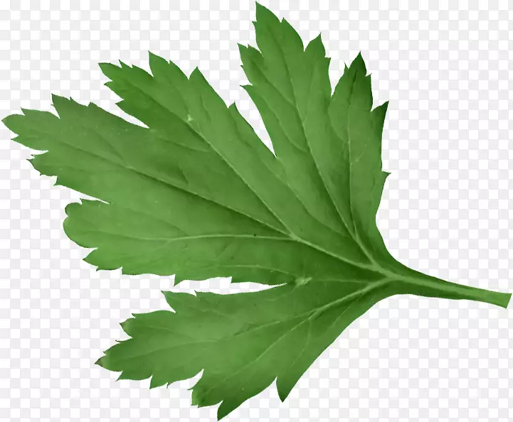 Ҷ����-Ҷ-������