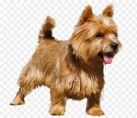 ŵά����Ȯ���Ĵ�������Ȯ��ŵ������Ȯ���Ĵ����Ǹ��ף�˿����Ȯ-������