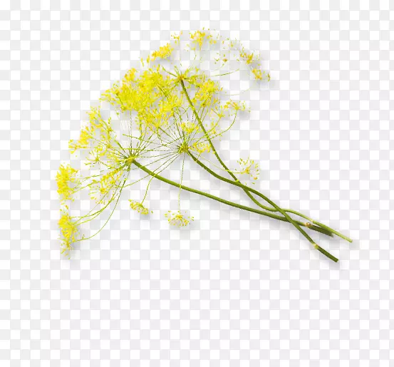 ����ֲ�ﾥ����-������