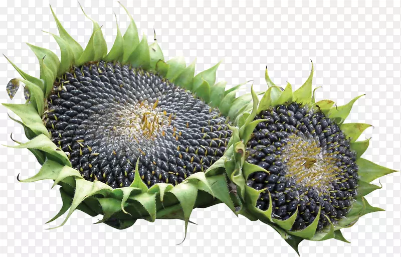 ���տ�������ͨ���տ����ɹ���Դ��-�ж���-������