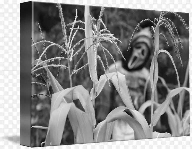 ԭľ��Ӱ��-������