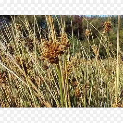 �����ֲ��Ⱥ��-������