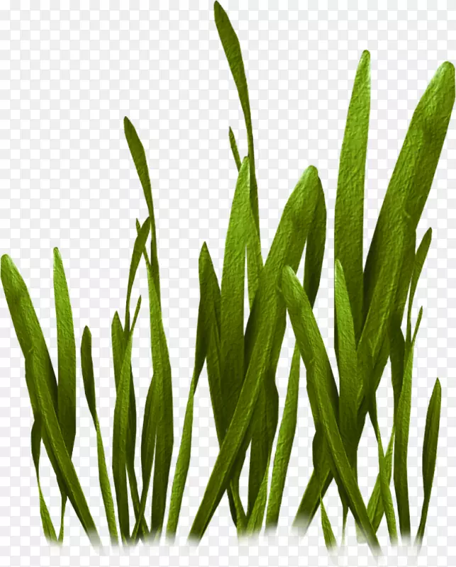 ��װ���ˮ��ֲ�������-������