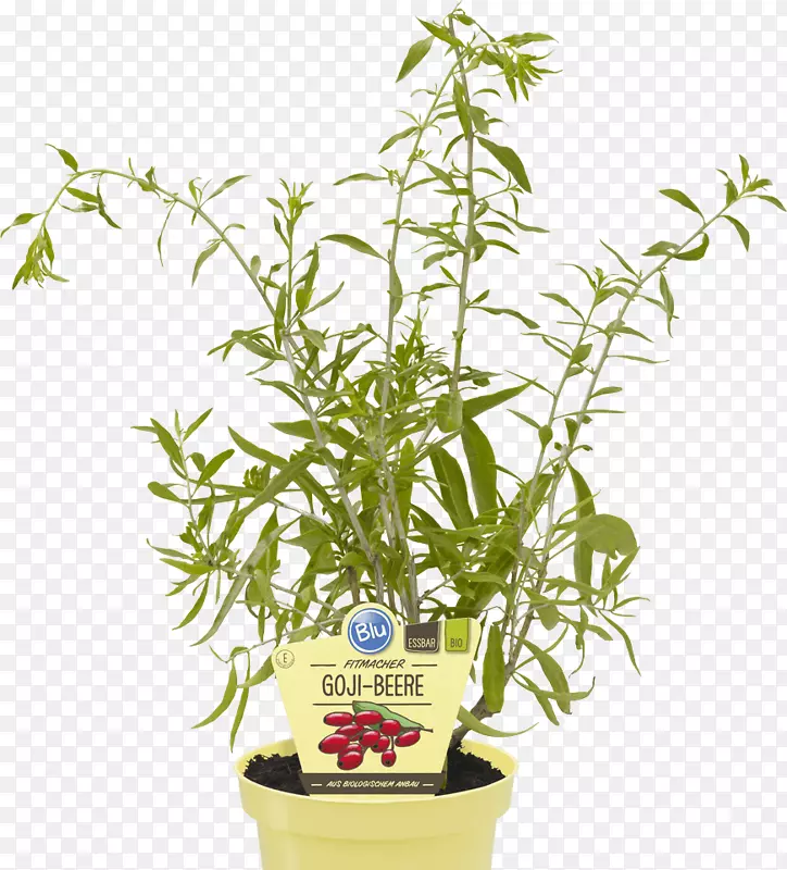 �ѻ��ٱ�ֲ���轣���������԰�����꣬����-������