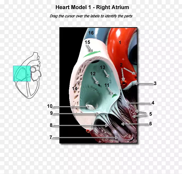 CTͼ����������.���-������