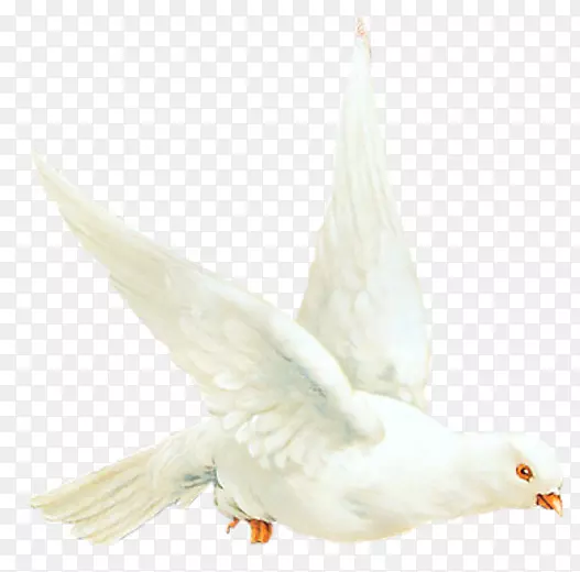 ���ײ��񣬶죬����Ѽ-��-������