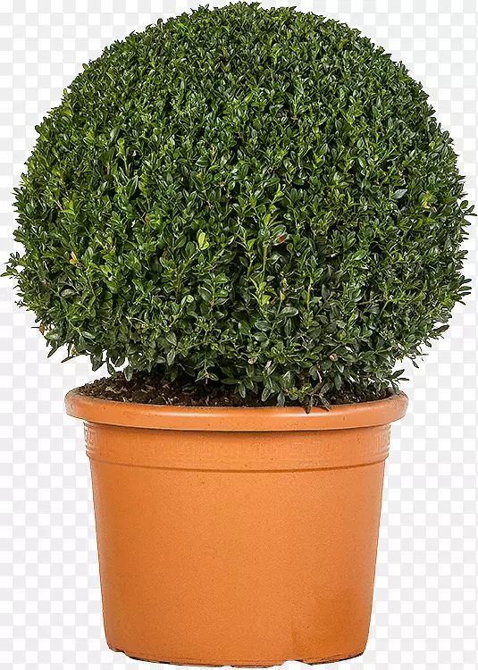 ��ľ���Ի�԰���Ļ���ʥά��-������