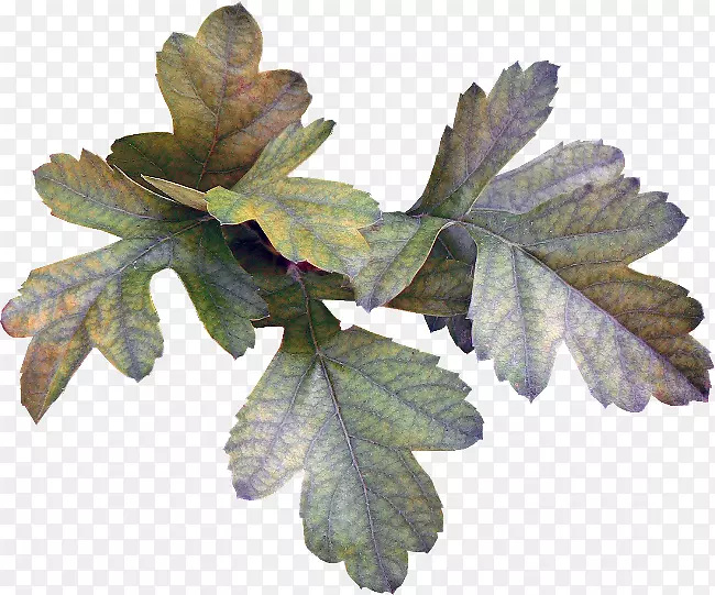 Ҷ��-Ҷ-������