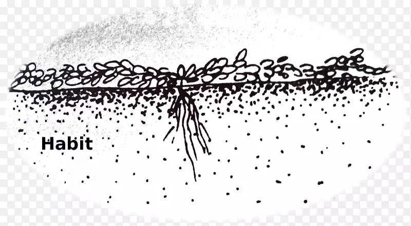 �����ߵ��ɫ����̺ʹ�-������