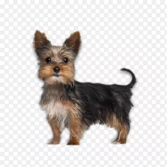 Լ�˿���Ȯ��ʿ����Ȯ-С��-������