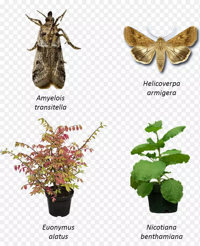 ����������ϵֲ����-������