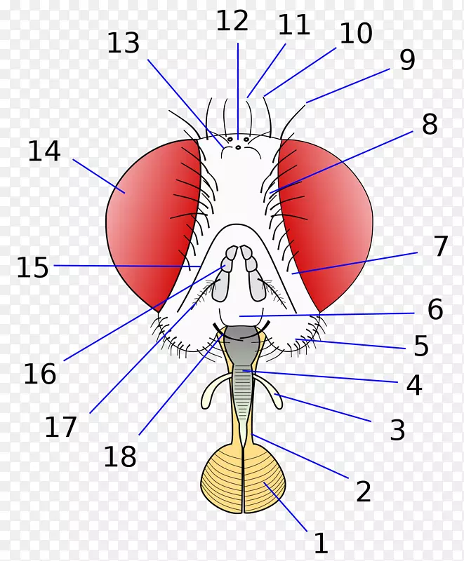 ��Ӭ˫��Ŀ������̬�о�-������