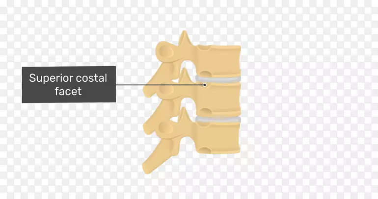 Ʒ����ָ�������-������