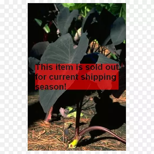 Ҷ��-Ҷ-������