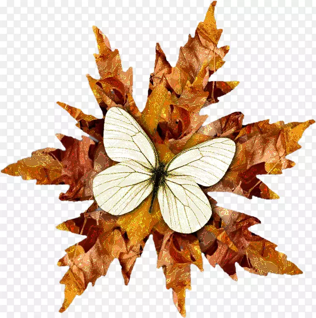 ë���׵ĺ����Գƺ���-������