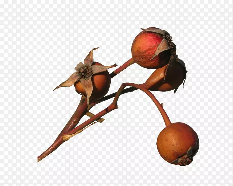 ����ʳ��-����-������