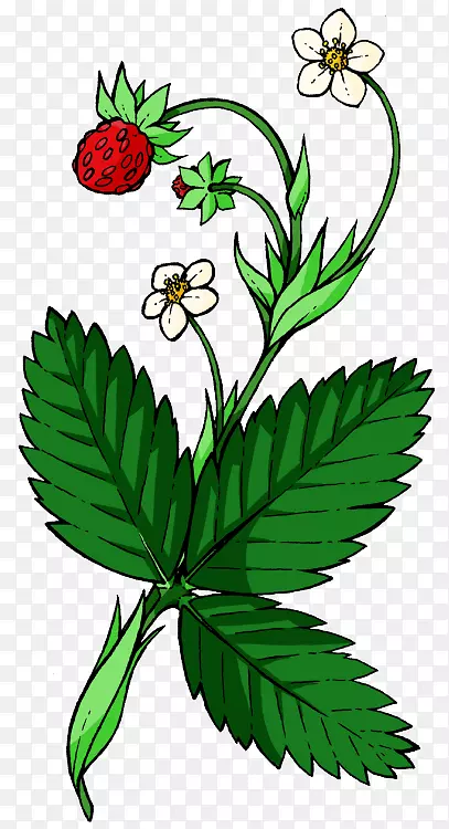 ����ʳҶֲ�ﾥ������.Ұ����ݮ-������