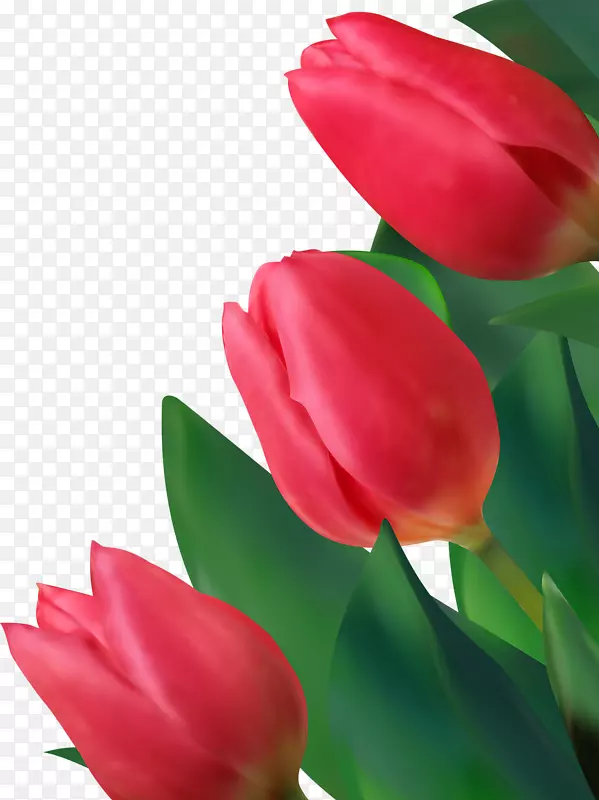 �����㻨-��ˮ�λ���-������