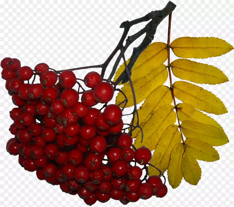 ɽë鷼�����-ɽ�-������