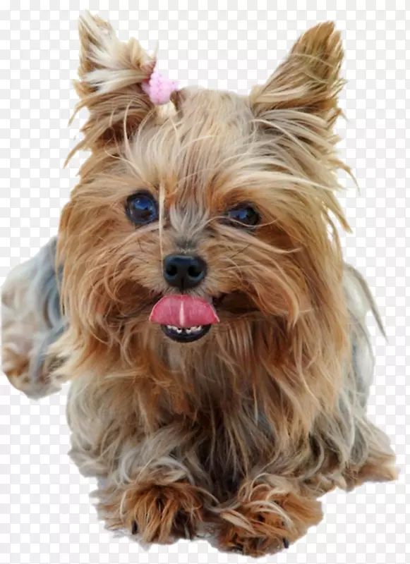 Լ�˿���Ȯ����ʿ����Ȯ���Ĵ�����˿����Ȯ���ո�����Ȯ-С��-������