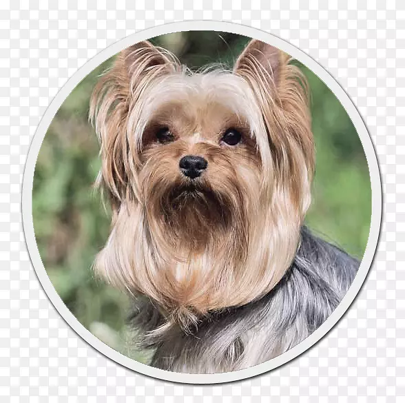 Լ�˿���Ȯ���Ĵ�����˿״��Ȯ���Ĵ�������Ȯ��Ī��ŵ������Ȯ-С��-������