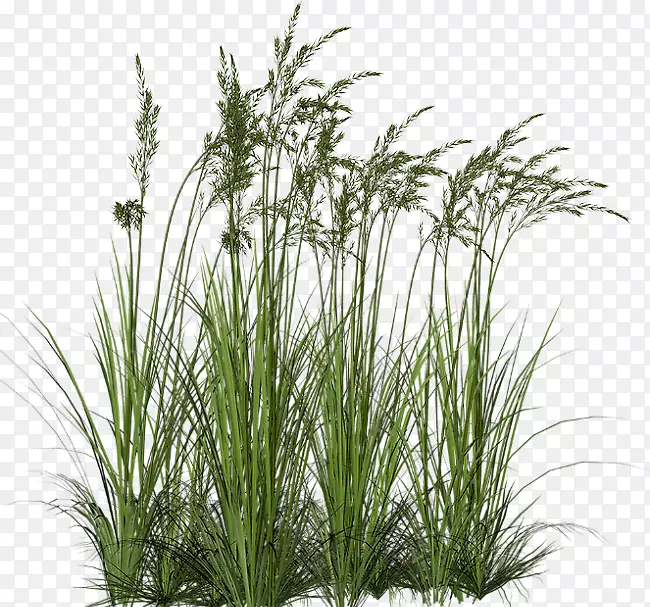 ��ľ�ݼ�����.���Ͳ�-������