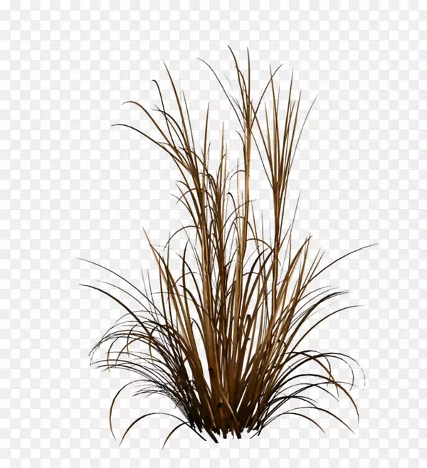 ���Ͳ�Ȫ�ݹ���ֲ��-������