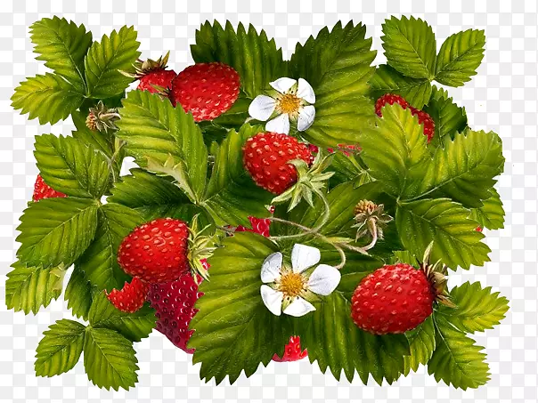 Ұ��ݮ������-��ݮ-������