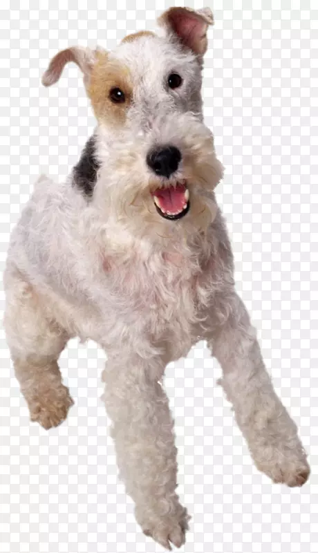 �Ĵ���������Ȯ-��������Ȯ-������