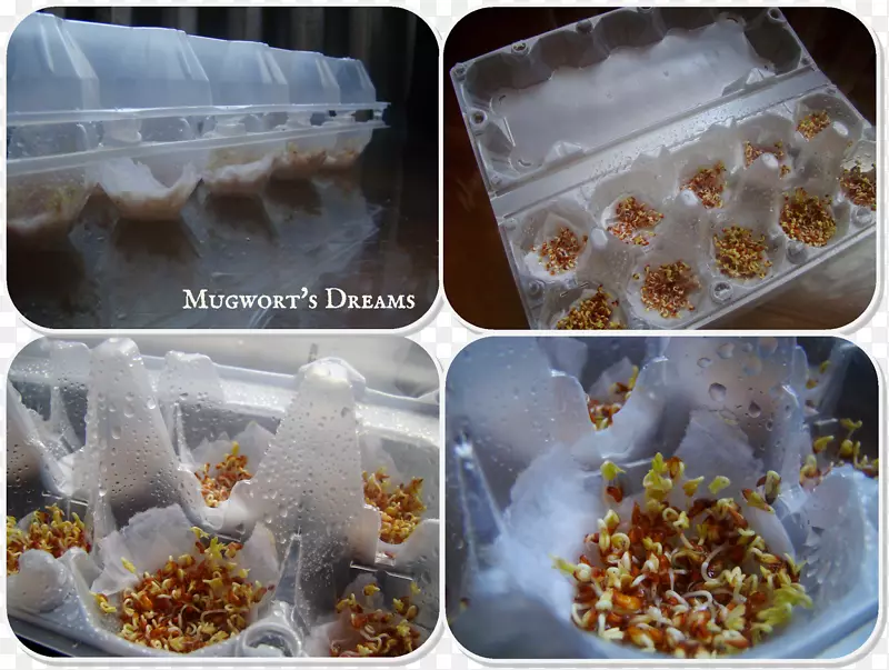 ���ʳ��-������