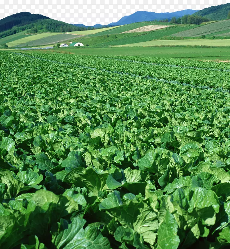 ���߲�ʳƷ-ũҵ-�ײ�԰-������