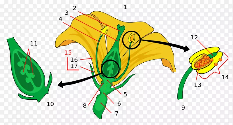 ����ֲ�ﻨ���ӷ�ֲ�����-��-������