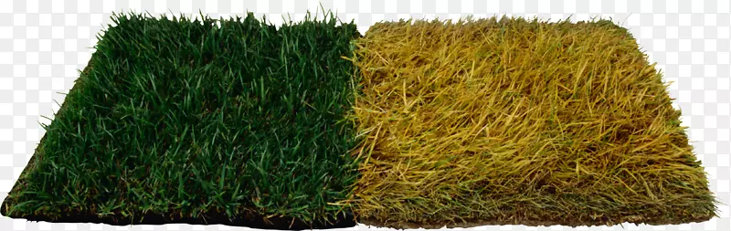 �ݱ�ֲ���ɫ������-������