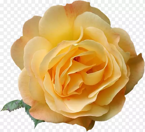 ��԰õ�岩�ͼ�����-������