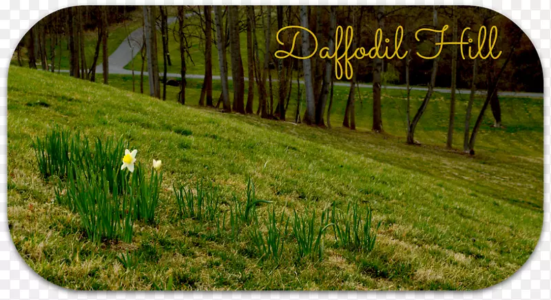 ��ƺ�����ֽ�ݵز��˹���-�����-������