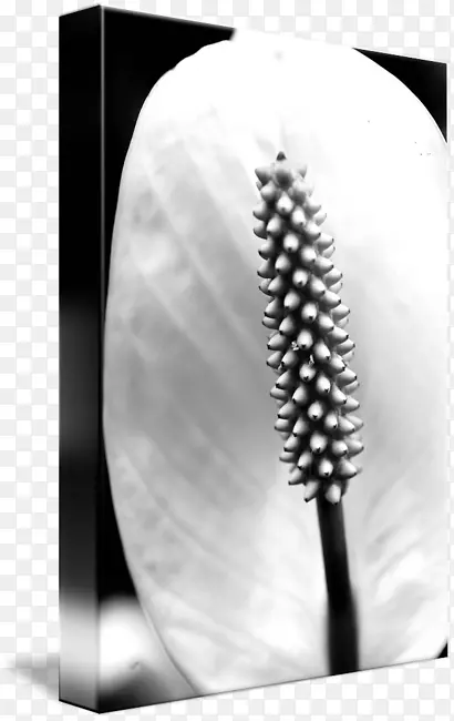 ˢ��ë-��ɫ����-������