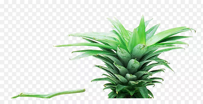 Ӫ��ʳƷ-����Ҷ-������