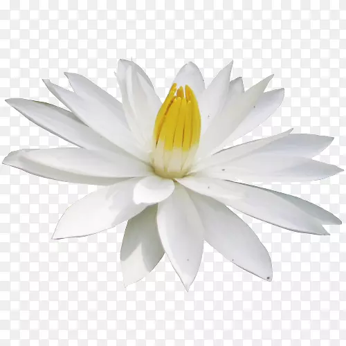 ����ֲ��-ֲ��-������