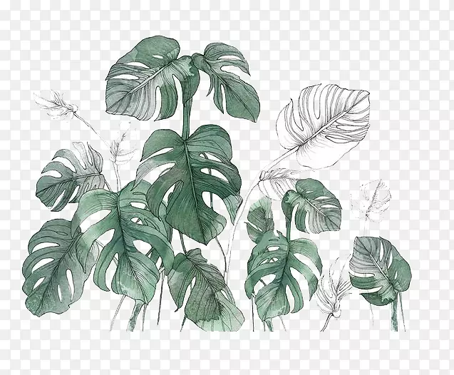 �Ա�ˮ�ʻ�-ˮ�ʻ�Ҷ-������