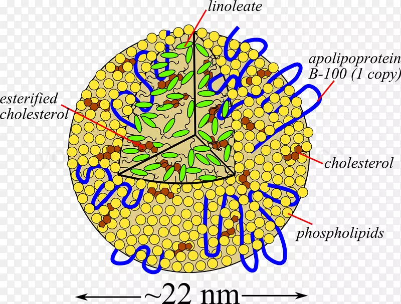 �ߵ���������-������