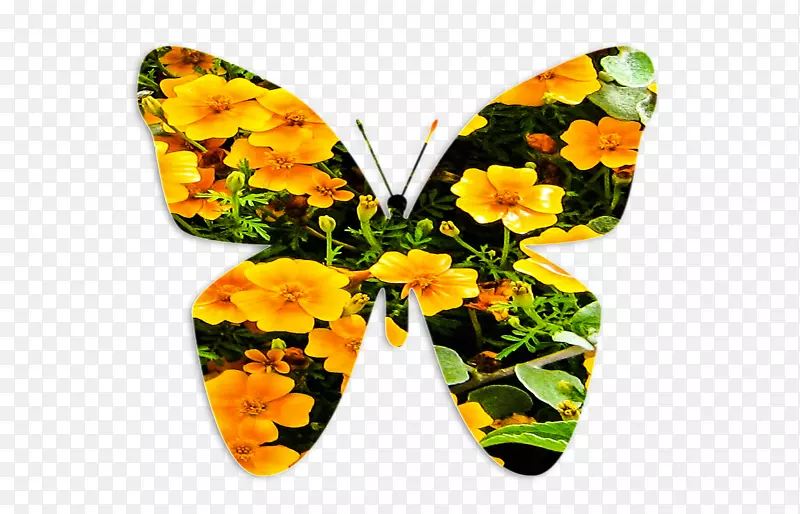 ����������-����-������